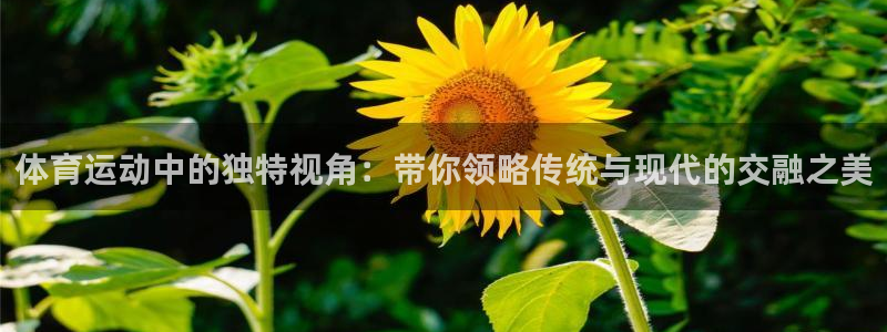xc体育app官方网站：体育运动中的独特视角：带你领略传统与现代的交融之美